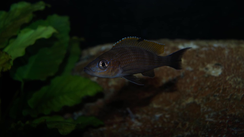 Paracyprichromis brieni 'Milima Island'